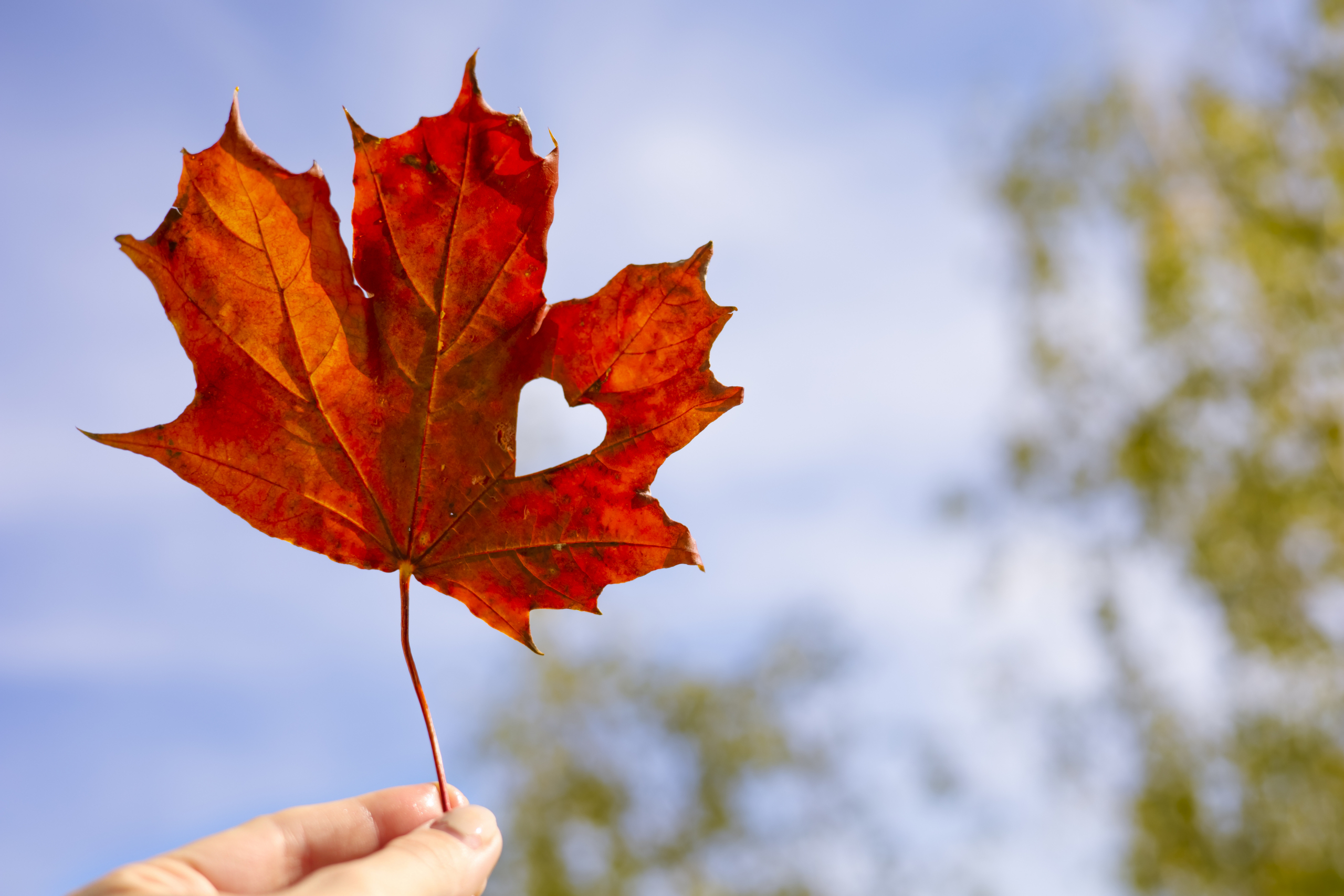 Top 50 Frequently Asked Questions About Life Insurance in Canada (2026 Guide) | Life Insurance Questions Answered